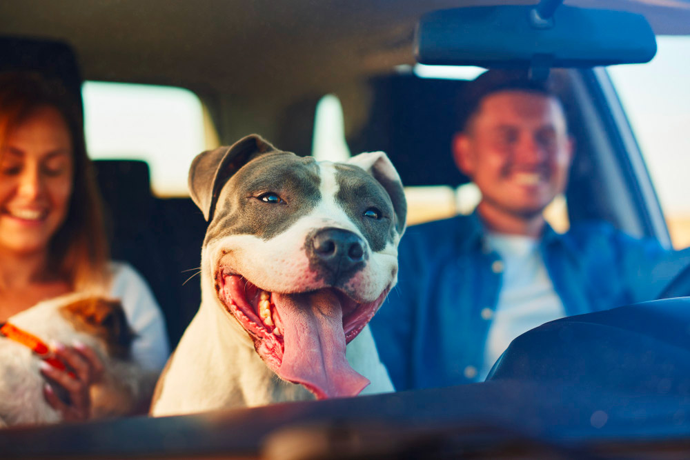 Comment éviter le mal des transports chez le chien ?