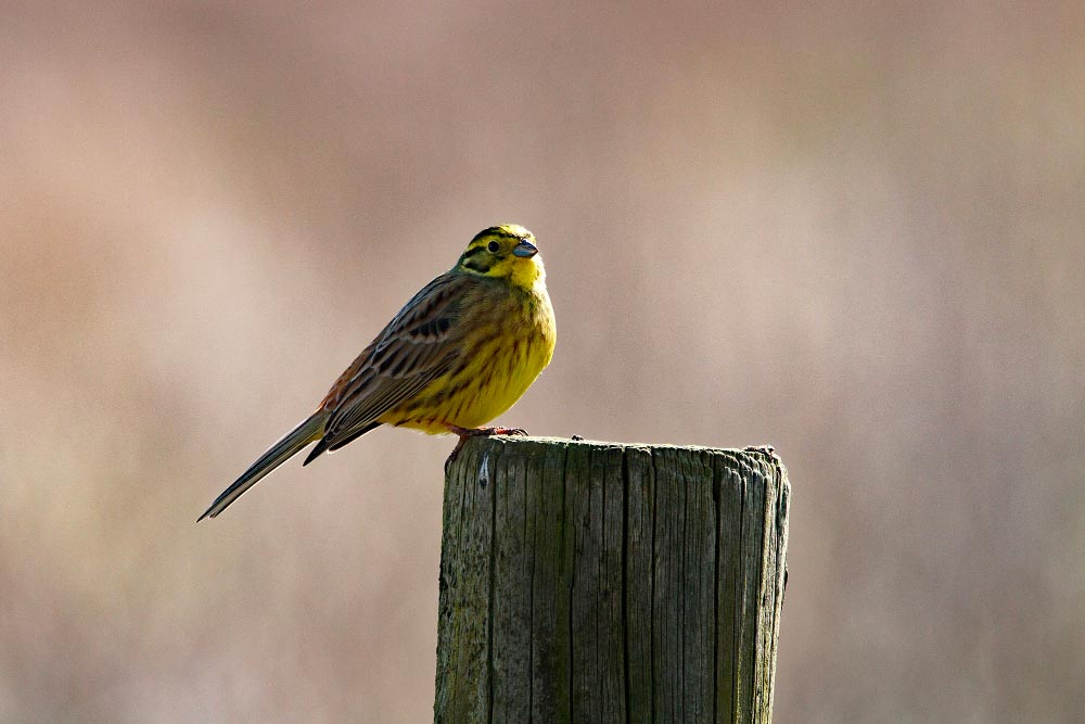 Canari du Harz : tout savoir sur cet oiseau domestique