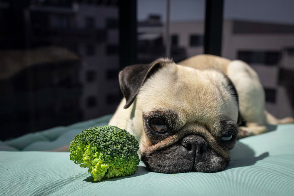 Allergies alimentaires chez le chien : comment les détecter et y remédier ?
