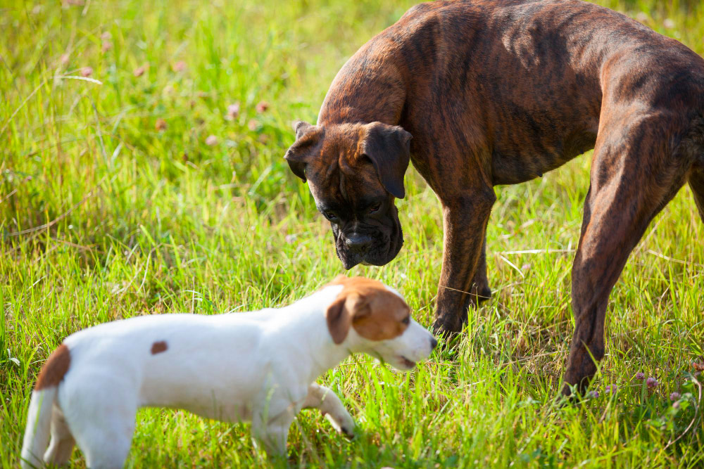 Pourquoi est-ce que mon chien mange de l’herbe ?