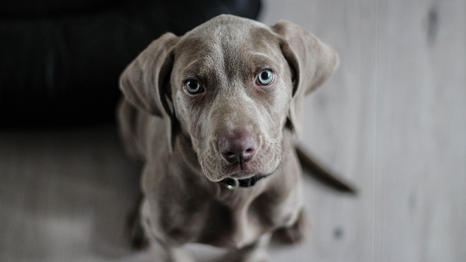 Lutter efficacement contre les maladies de peau chez le chien