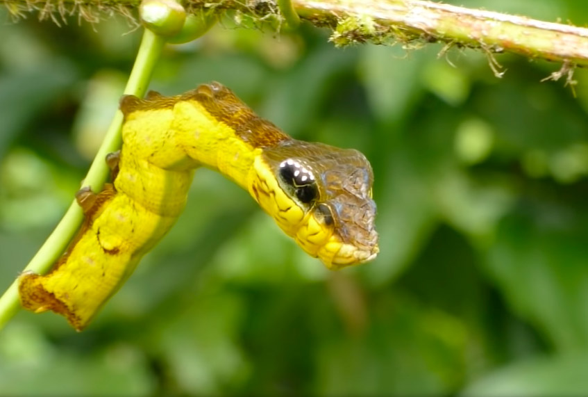 Tout savoir sur la chenille serpent