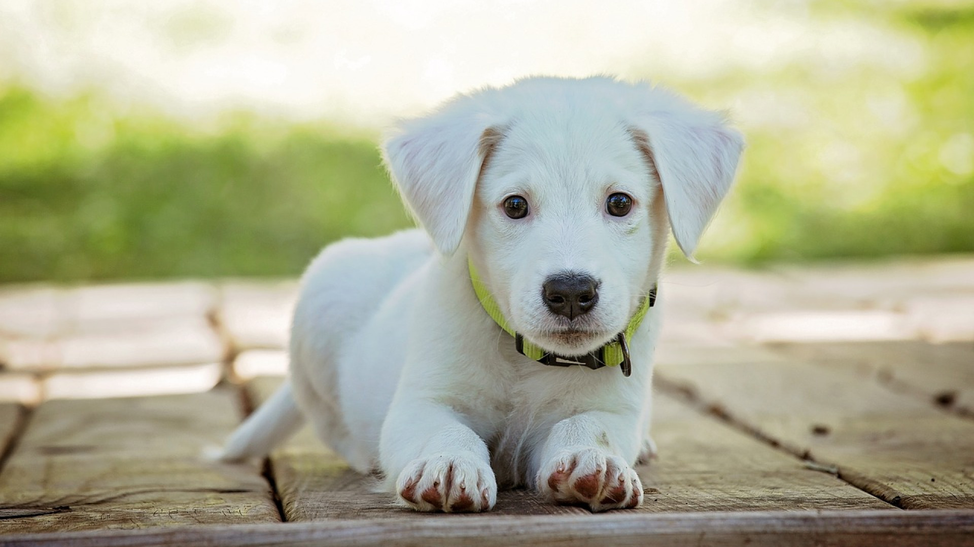 Pourquoi réaliser une endoscopie chez un chien ?