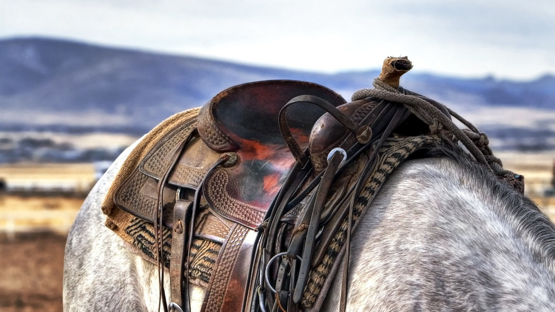 Comment choisir un tapis de selle pour votre cheval ?