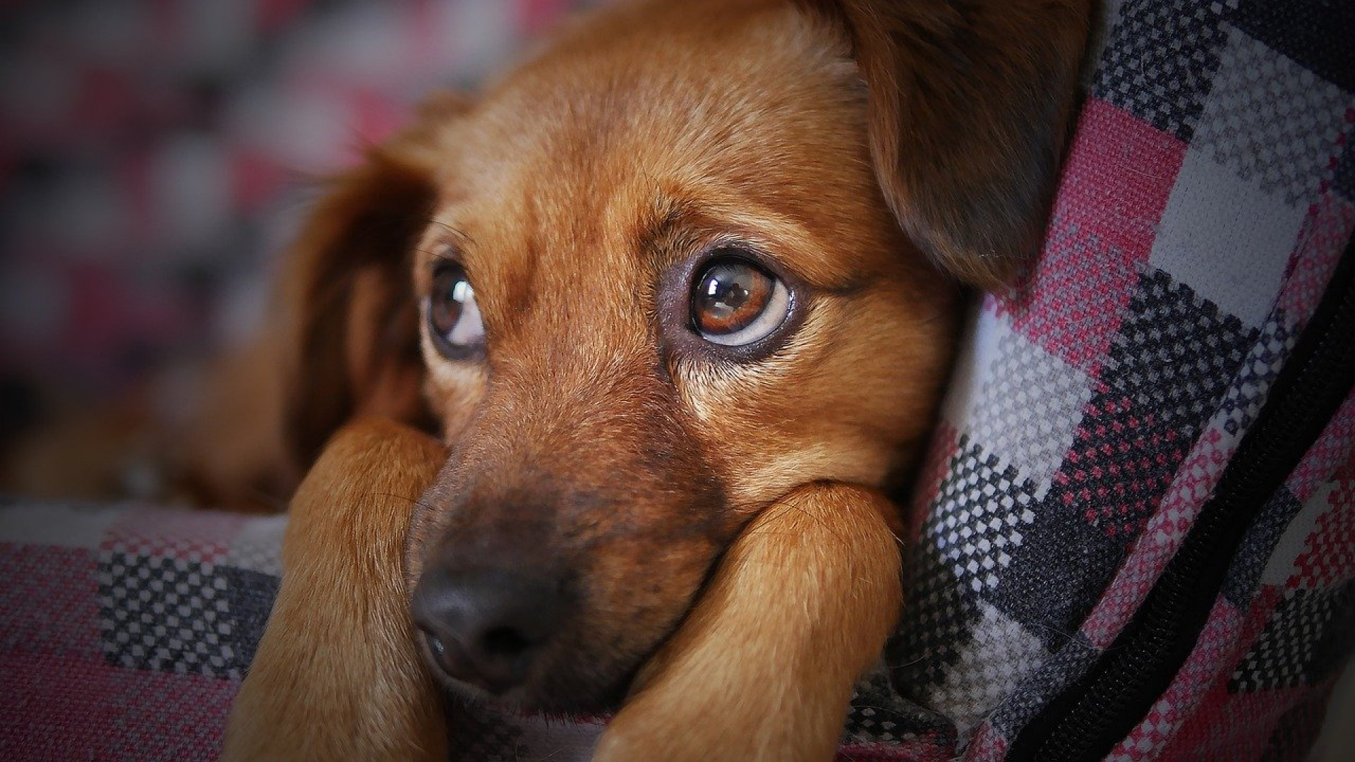 Ce que vous devez savoir sur la maladie du carré chez le chien 