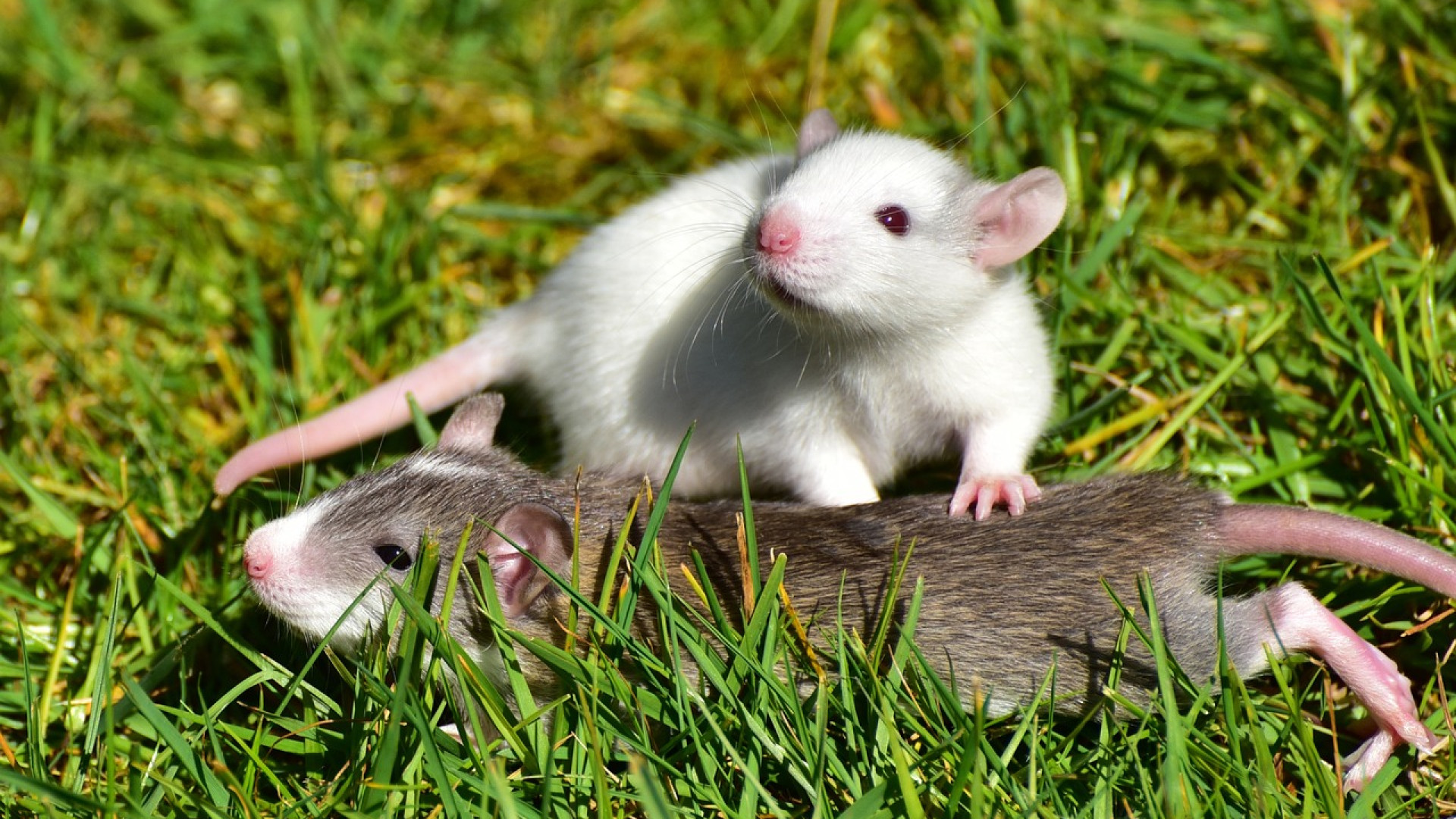 Les rats domestiques : des compagnons uniques et étonnants