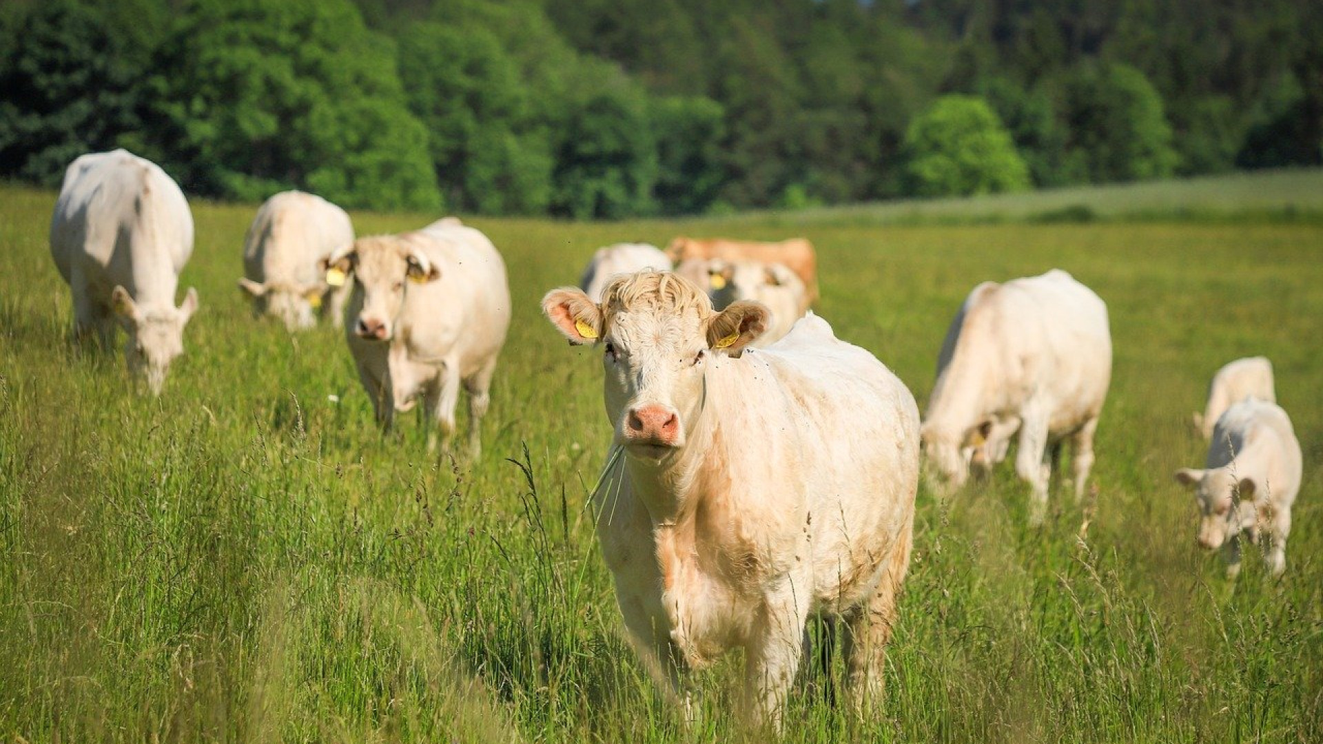 L'élevage de bovins exige du matériel durable et adapté