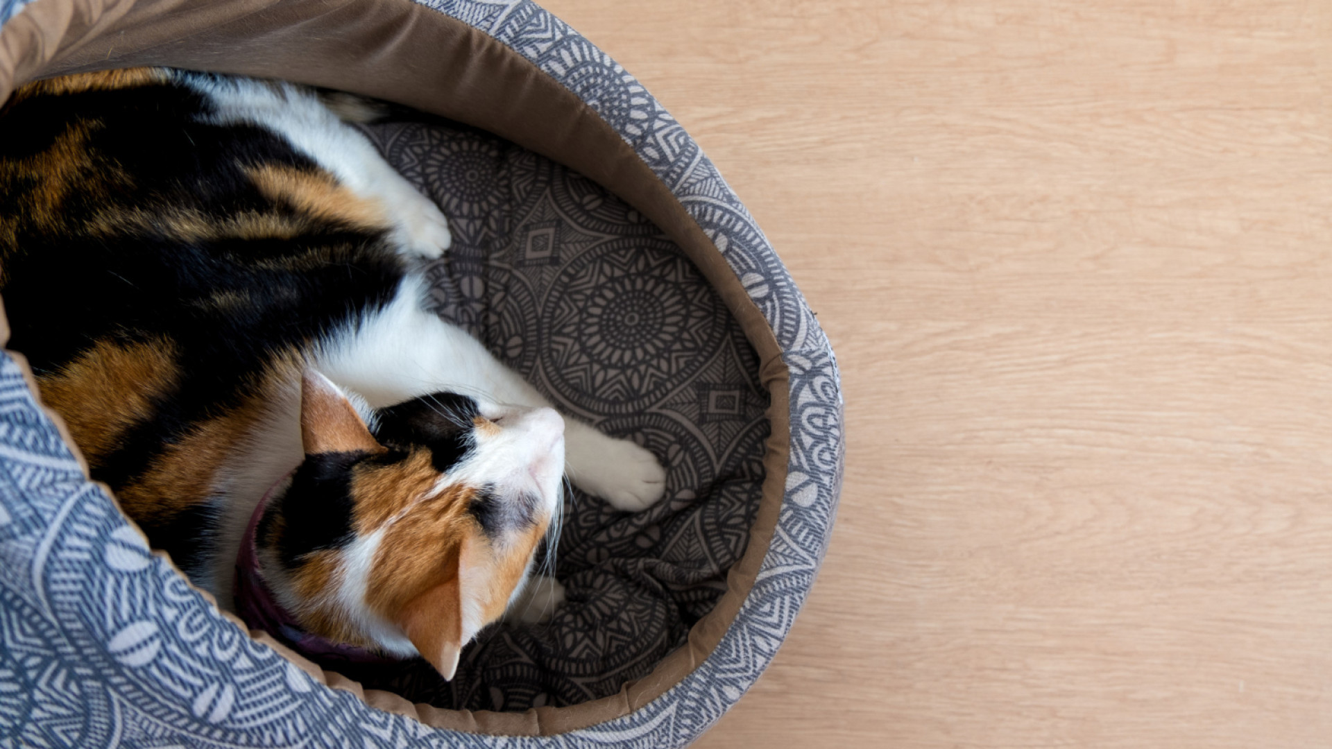 Quel est le panier idéal pour votre chat ?